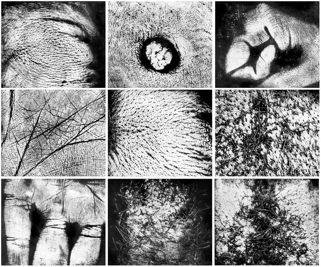 Vera Chaves Barcellos (b. 1938, Brazil) Epidermic Landscapes, 1977–2023 Nine inkjet prints on Hahnemühle paper, ed. of 5 + AP