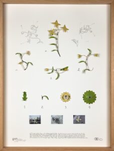 Alberto Baraya b. 1968, Colombia Six electric lamp flowers, 2019 Painted metal craft, color photographs, labels, and pencil